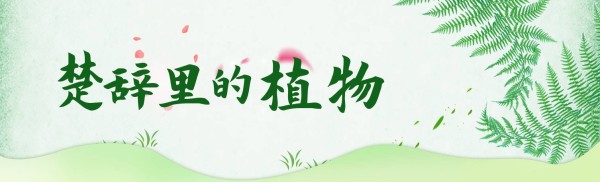 “椒”的演变 | 楚辞里的植物