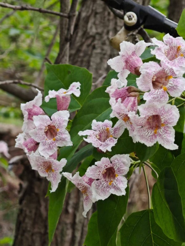 野外识花 楸树花及其他