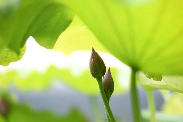 立夏！春已逝，浅夏始