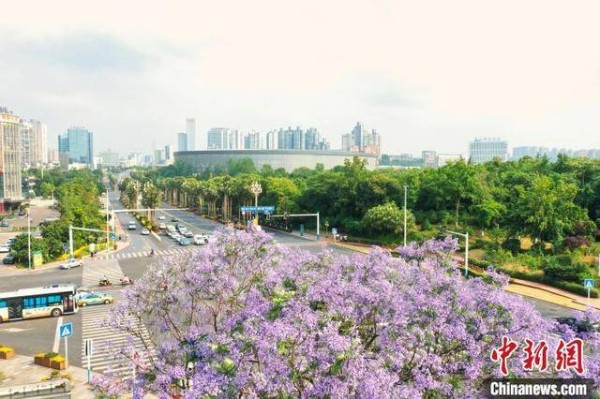 泸州龙马潭：蓝花楹盛开 城市成花海