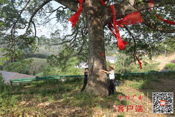 十堰这棵香樟树，已经418岁了！