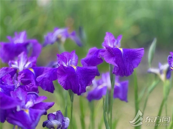 上海植物园花菖蒲展开幕 喜欢鸢尾的你别错过