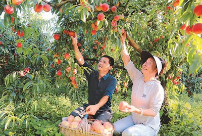 近日，甘肃省陇南市徽县泥阳镇乔王村果农正在采摘水蜜桃。李旭春摄（人民视觉）