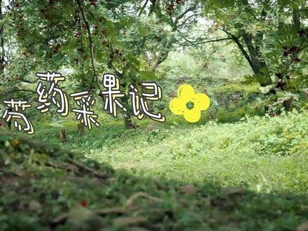 芍药宝宝的采果记 os: 这是我迄今为止最最最喜欢的芍药宝宝片段！