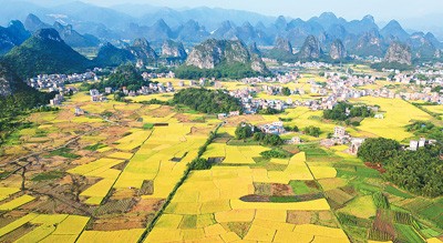 霜降将至，广西壮族自治区贺州市平桂区黄田镇广大农民抢抓农时抓紧晚稻收割，确保粮食颗粒归仓。黄旭胡摄（人民视觉）