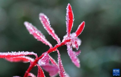 云南省迪庆藏族自治州香格里拉市，植物上结了霜（图片来源：新华社）