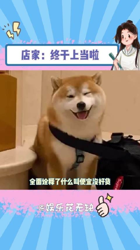 谁说这狗不好的 这狗太棒了柴犬