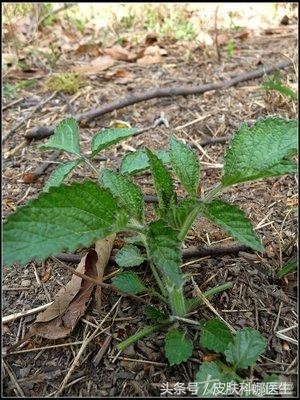 中药里的“草根明星”，治疗冠心病心绞痛，连西医大夫都常用！