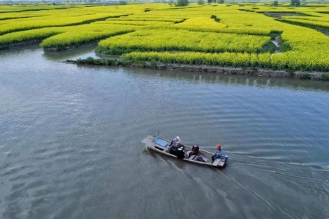 （千垛菜花—于小黎摄）