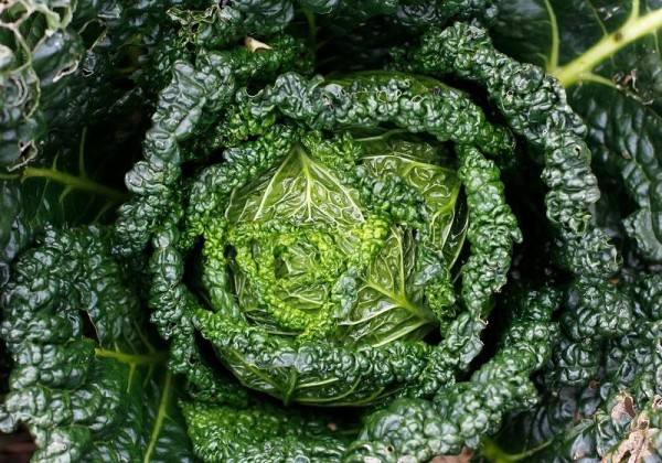 花椰菜和青花菜的区别 二者不一样