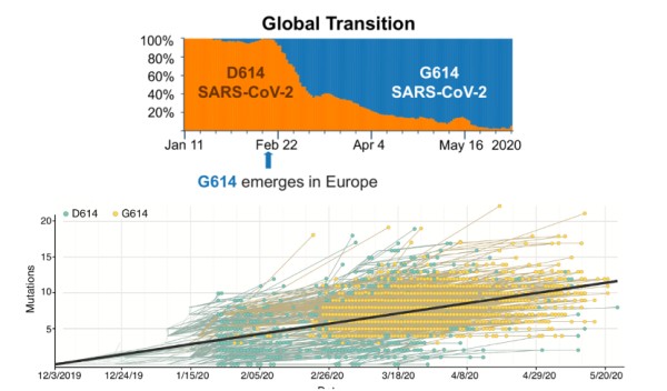 图2（图片来源：Korber B, Fischer W M, Gnanakaran S, et al. Tracking changes in SARS-CoV-2 Spike: evidence that D614G increases infectivity of the COVID-19 virus[J]. Cell, 2020.；Daniloski Z, Guo X, Sanjana N, et al. The D614G mutation in SARS-CoV-2 Spike increases transduction of multiple human cell types[J]. bioRxiv, 2020.）