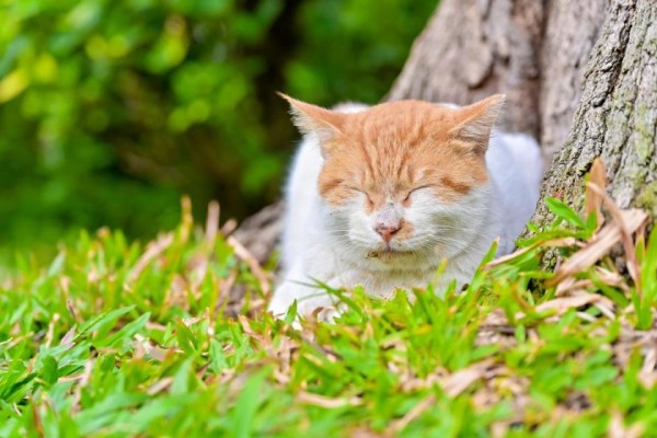 五大明星猫集结广州兰圃，加入“猫猫驾到”冬日狂欢