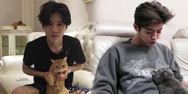 娱乐圈里好多明星都养猫，刘亦菲的后院简直就是真人版猫咪后院啊