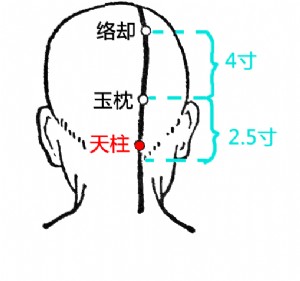 天柱穴在头部的位置.png