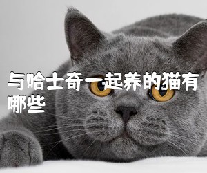 与哈士奇一起养的猫有哪些