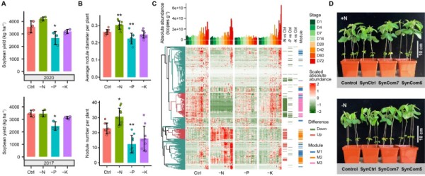 中国科学院分子植物科学卓越创新中心王二涛研究组与合作者揭示根际微生物维持大豆产量的机制