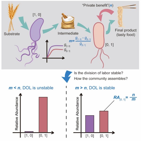 事分工者，均则不倾 ——工学院吴晓磊、聂勇课题组揭示代谢分工微生物群落的组装机制