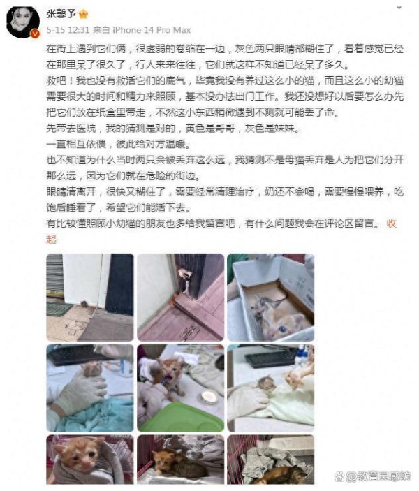 张馨予：美艳女明星与她的小猫小狗，温暖的颜值背后的故事