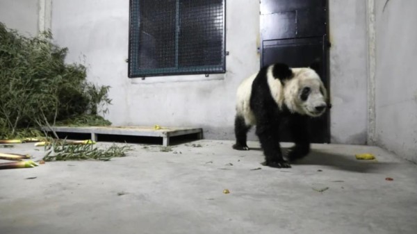 技术贴！“丫丫”“萌兰”“花花”……怎么区分这么多熊猫到底谁是谁？