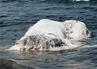 地震后 沙滩现不明生物