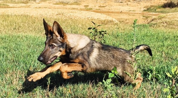 如何科学养护你的昆明犬（掌握关键方法，让昆明犬健康成长）