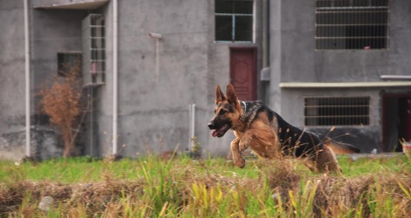 《饲养中国昆明犬的完整指南》（从喂养到训练，全方位教你打理健康可爱的宠物狗）