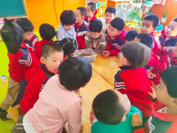 【教学研究】孙丽芸（泾川县第五幼儿园 ）：浅谈幼儿园班本课程的推进与实施——以中二班班本课程“萌龟”归来为例-幼师课件网第2张图片