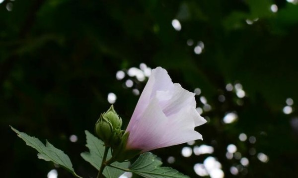 木槿花语与寓意（探寻木槿花的美好含义）