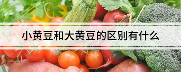 小黄豆和大黄豆的区别有什么