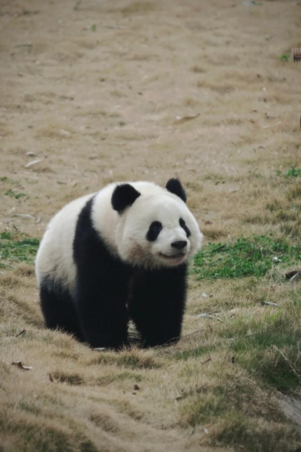 北辰：一个“小甜包”如何治愈万千心灵