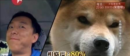 狗界“黄渤”青岛贵妇之柴犬