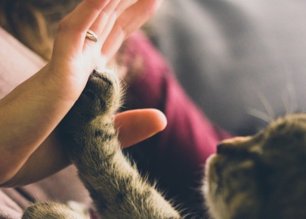 Un gato chocando los 5 con su dueña