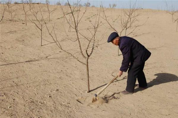 《我和我的家乡》邓超角色原型：榆林张炳贵15年种成沙地苹果