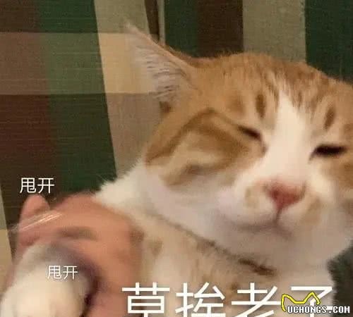 猫的性格和品种真的有关系吗？