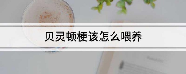 贝灵顿梗该怎么喂养