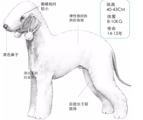 集高贵气质于一身的贝灵顿梗犬