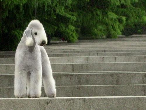 很多人没见过的贝灵顿梗犬，第一次看还以为是泰迪牛头梗