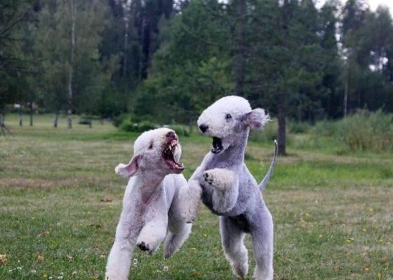 很多人没见过的贝灵顿梗犬，第一次看还以为是泰迪牛头梗