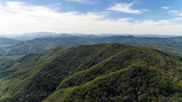 野山参,西洋参,白参