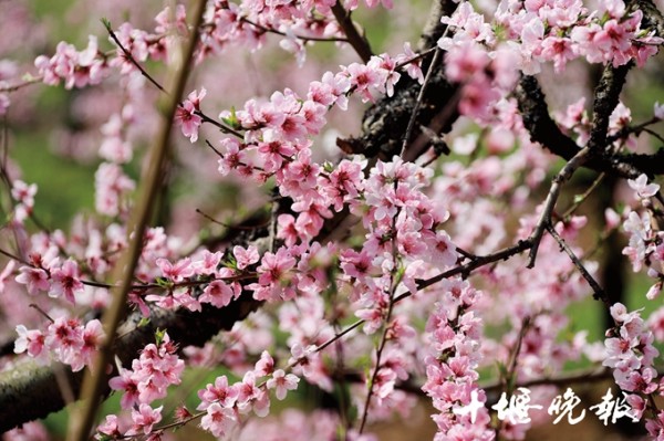 趁春光正好 一起去看十堰的桃花仙境可好？