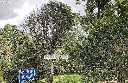 古树茶与普洱茶：它们的独特关系、影响及其品饮技巧