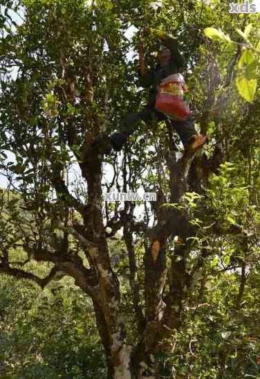 古树茶与普洱茶：它们的独特关系、影响及其品饮技巧