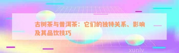 古树茶与普洱茶：它们的独特关系、影响及其品饮技巧