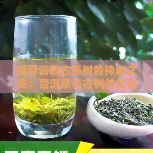 探寻云南古茶树的神秘之美：普洱茶与古树的文化传承