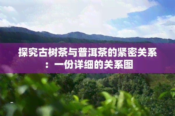 探究古树茶与普洱茶的紧密关系：一份详细的关系图