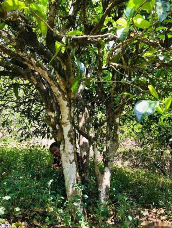 探索勐库小荒田古树茶的独特口感与特点