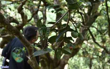 冰岛茶王树产量统计与茶叶市场动态分析