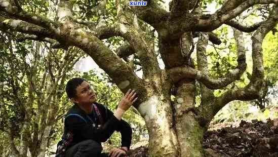 探究老班章古树茶：普洱茶中的璀璨明星与独特魅力