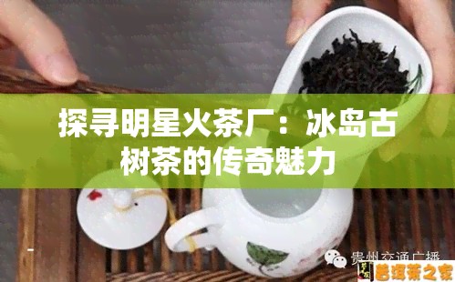 探寻明星火茶厂：冰岛古树茶的传奇魅力