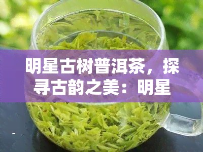 明星古树普洱茶，探寻古韵之美：明星古树普洱茶的魅力与故事